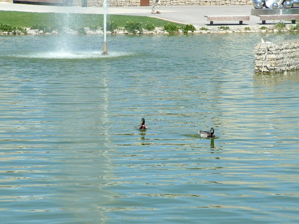 La mayoría de los patos han nacido en el lago artificial del parque Universidad