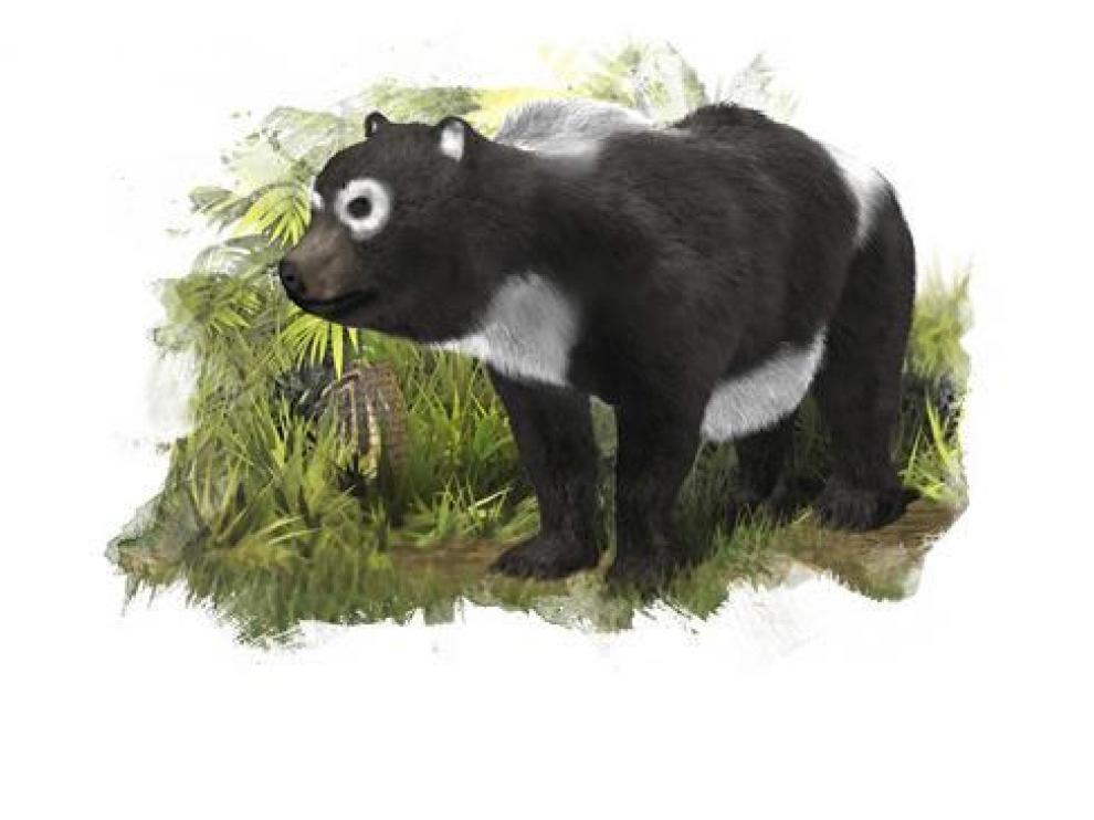 Reconstrucción de la nueva especie de úrsido ('Agriarctos beatrix').
