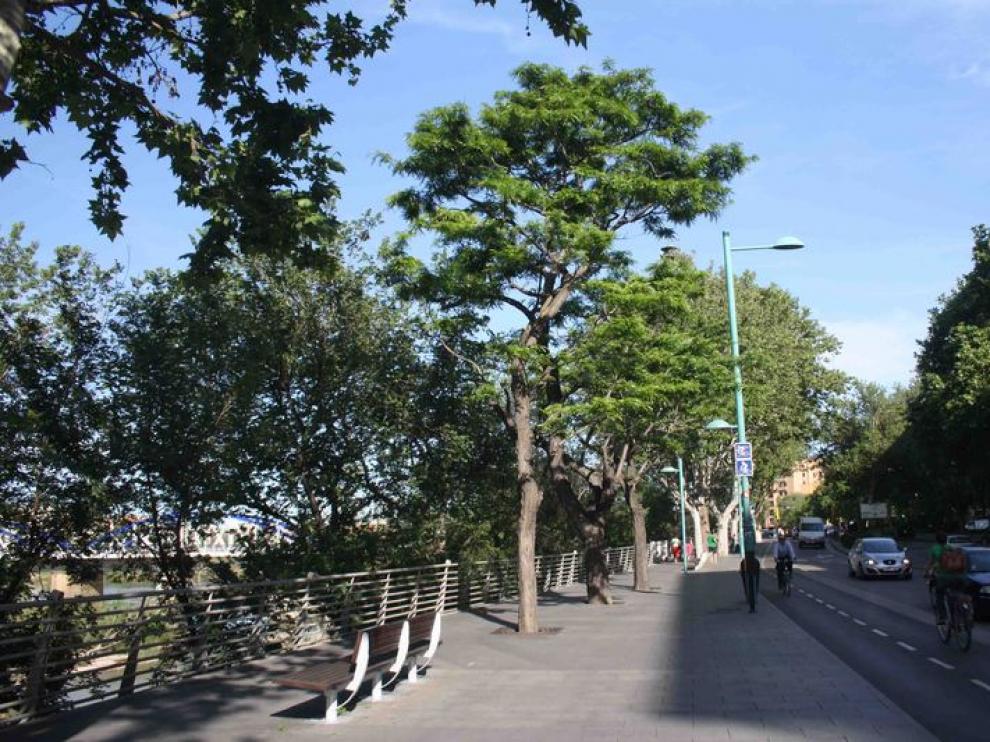Conjunto de acacias singulares en Echegaray y Caballero