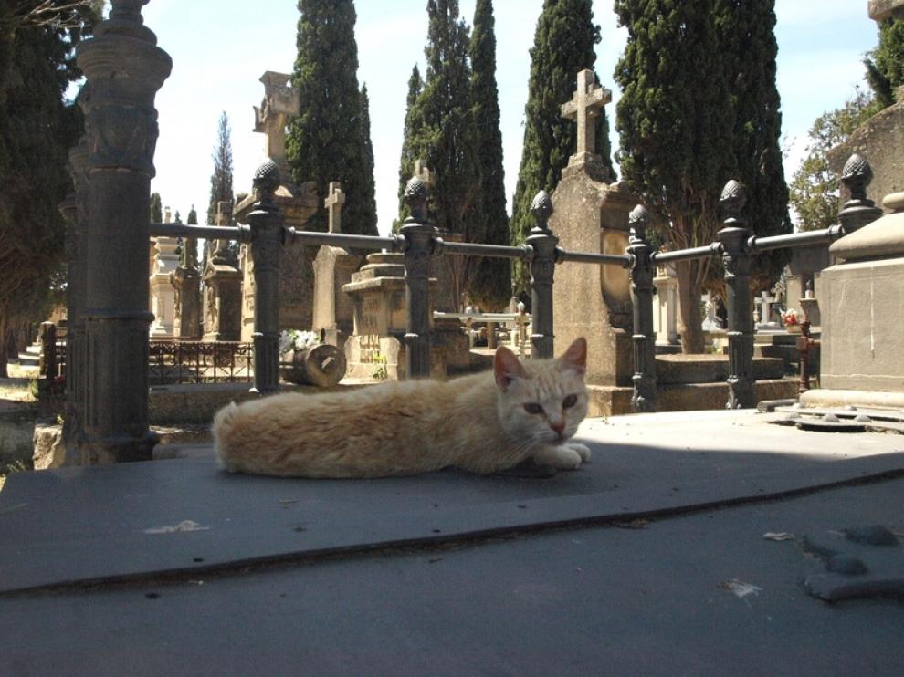 Un minino descansa plácidamente sobre una tumba.