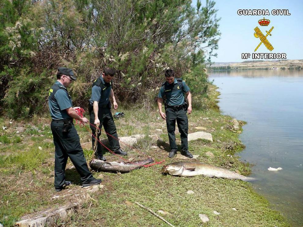 Golpe a la pesca ilegal en Mequinenza