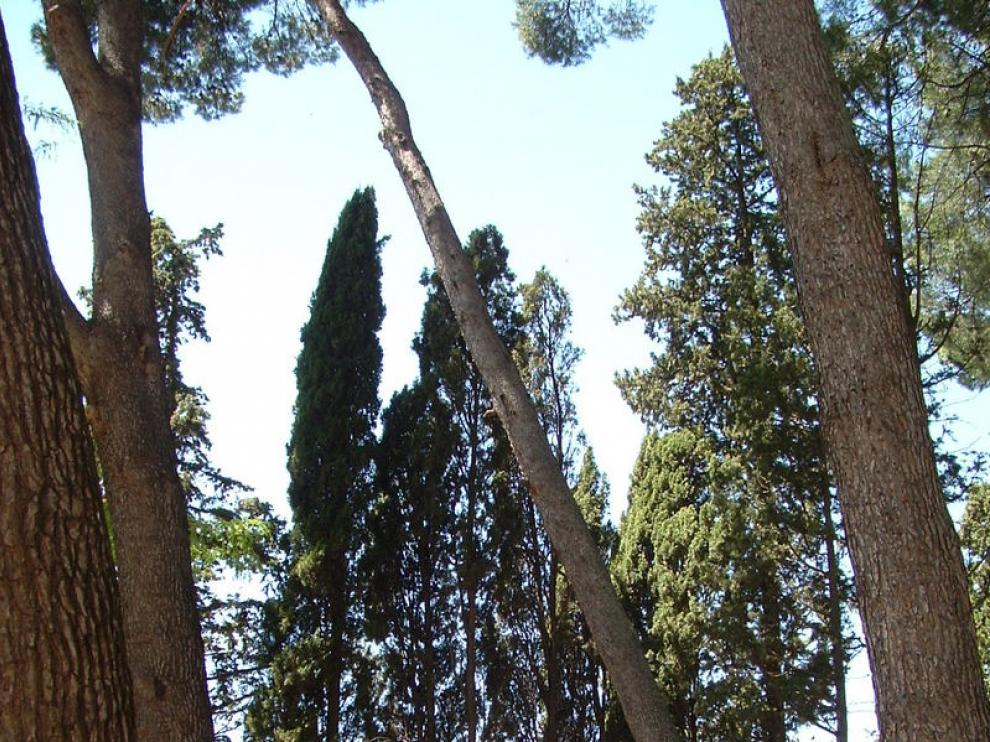 El pinar del parque Miguel Servet de Huesca, donde también pueden encontrarse cupresáceas