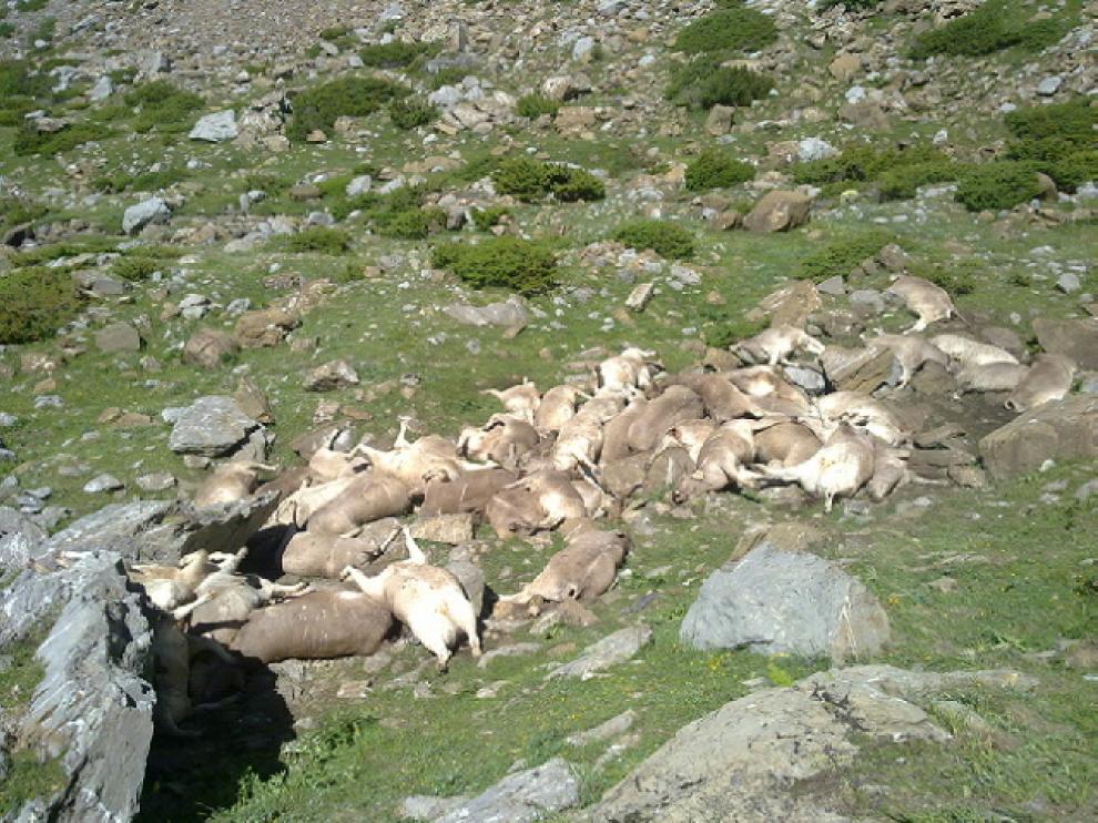 En junio, 61 vacas aparecieron despeñadas en Aragüés del Puerto