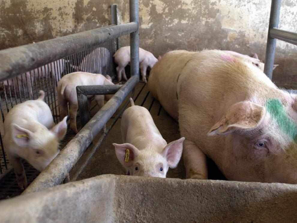 Una cerda, junto a sus crías en una granja aragonesa