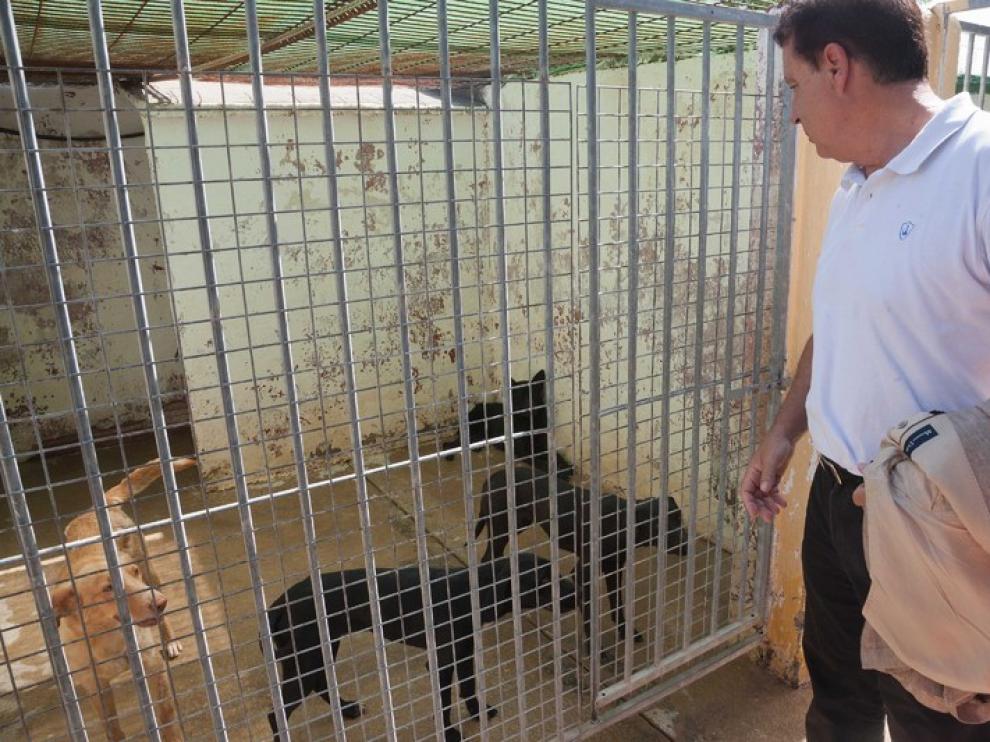 El CPA promueve nuevas campañas contra el abandono de animales