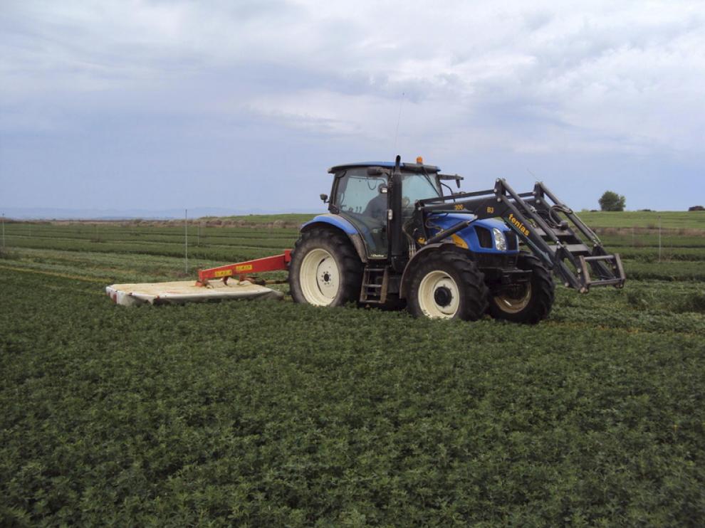 Campo de alfalfa en Grañén.