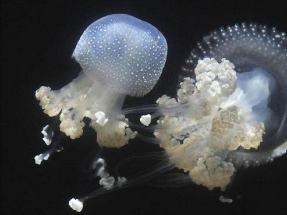 Medusa moteada australiana (Phyllorhiza punctata)