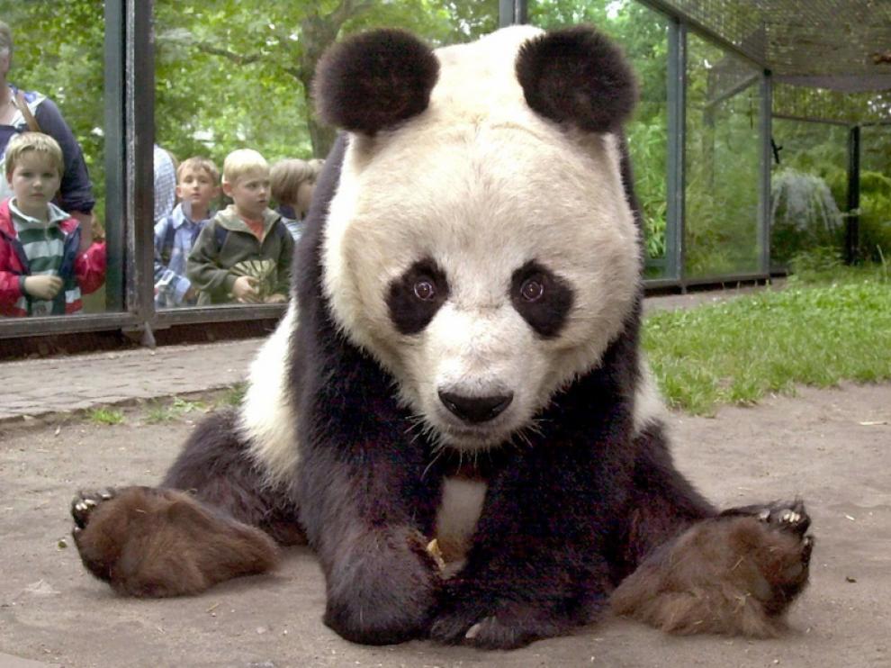 Bao Bao