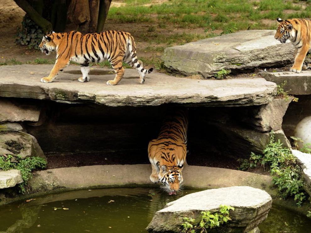 Tigres en las instalaciones del zoo de Colonia.