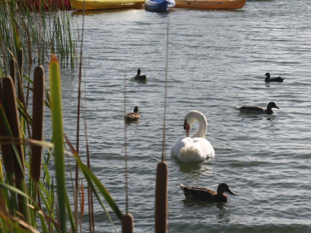 Cisnes y patos conviven en el agua (Archivo)