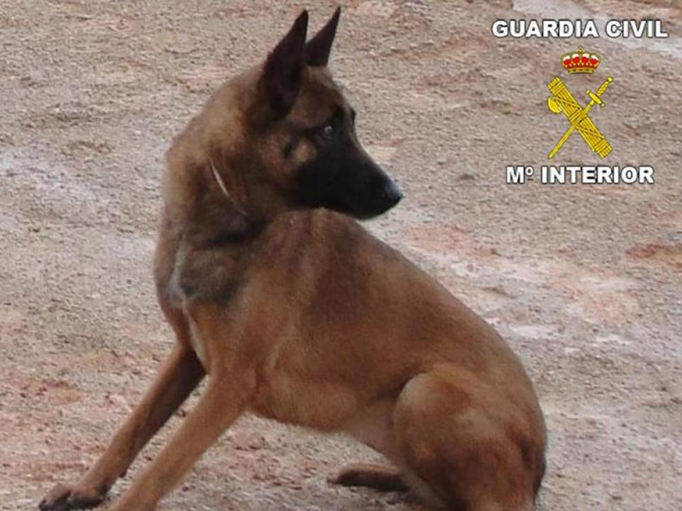 La perra de salvamento sustraída en dos ocasiones