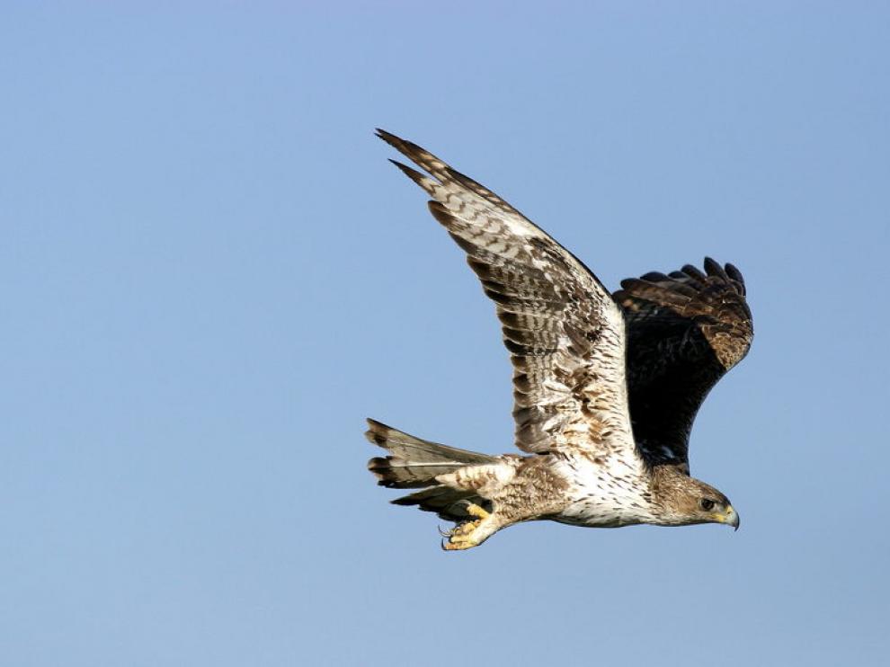 Un ejemplar de águila perdicera