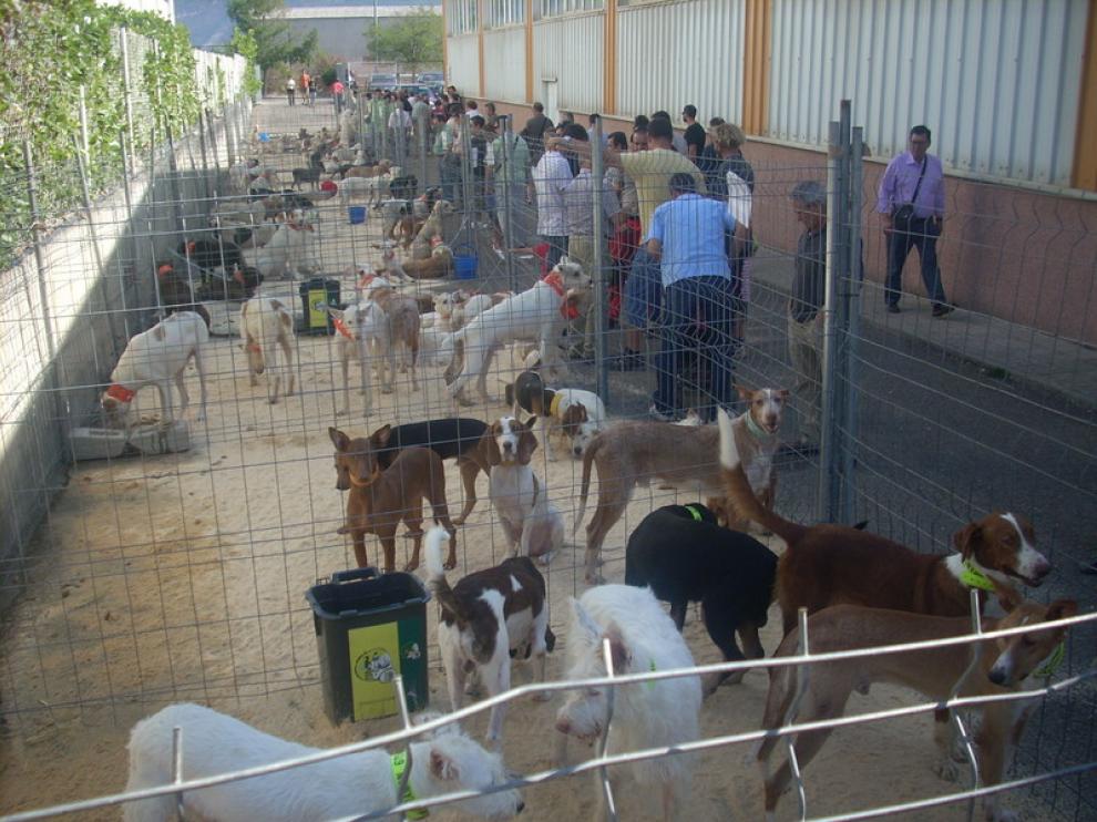Concurso de rehalas