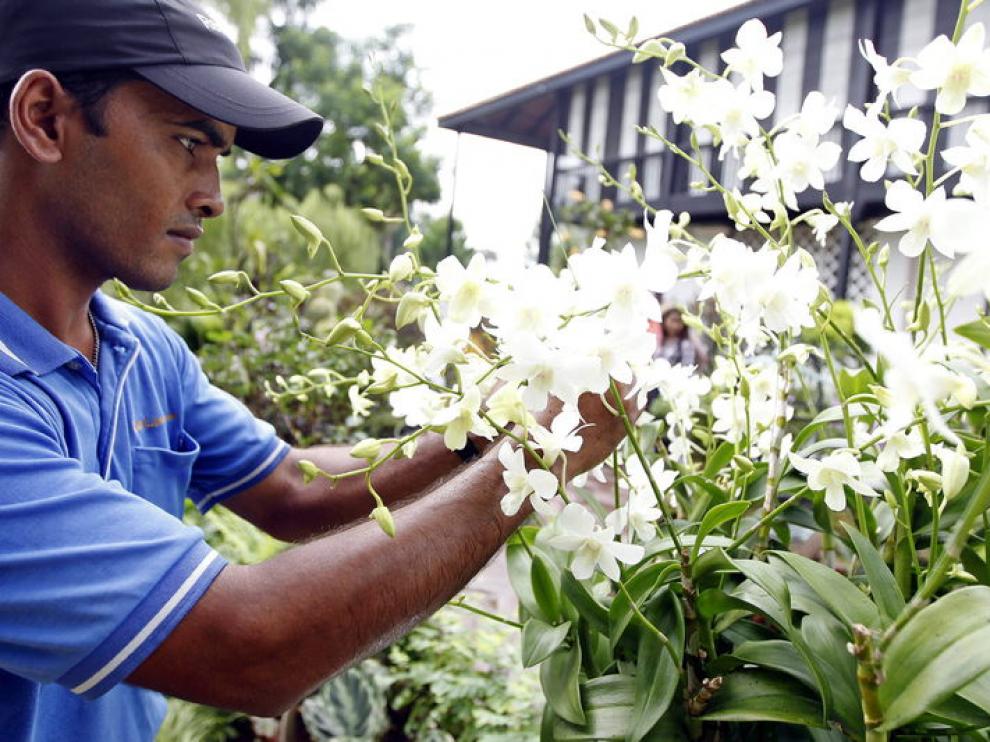 El Jardín Botánico de Singapur posee una especie de orquídea llamada Princesa Diana.