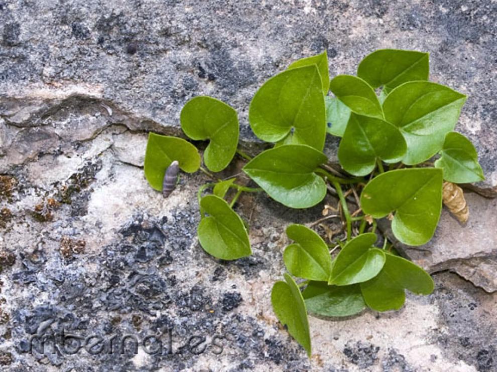 Borderea Chouardii, una planta tropial de la era terciaria en el Pirineo