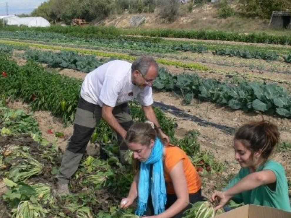 Recogiendo verduras para la comida del domingo