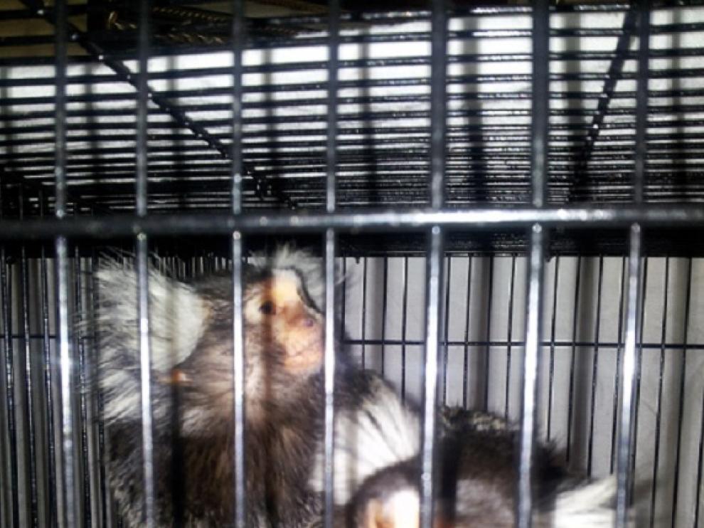 Los animales fueron incautados en el momento en el que los iba a recibir el comprador