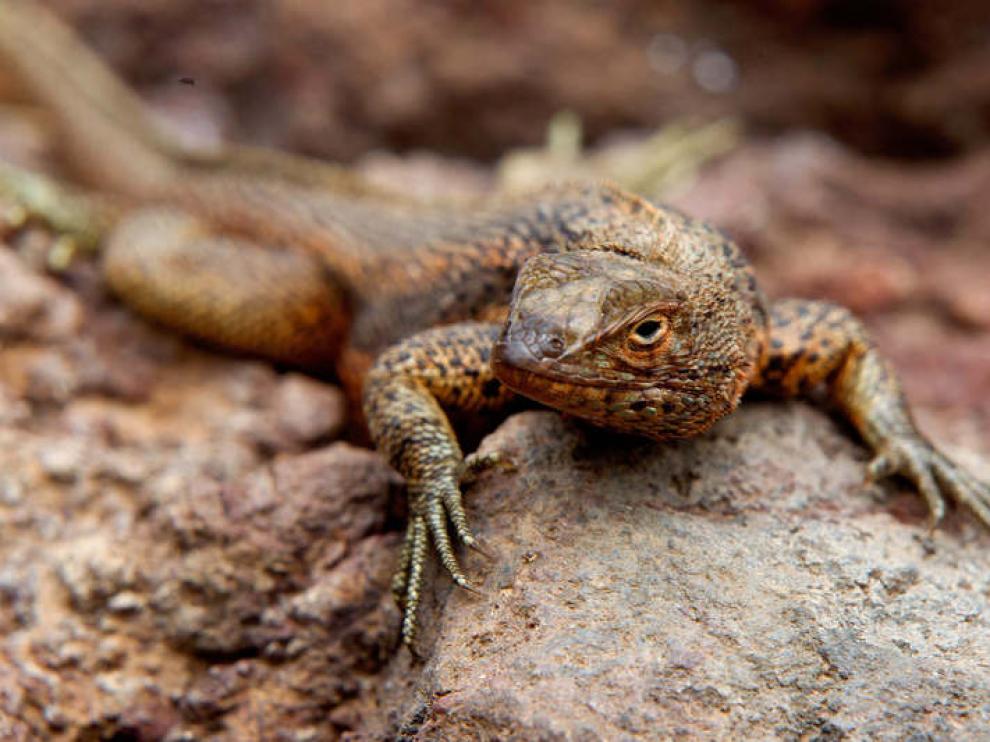 Una lagartija de lava, en la isla Pinzón, en Galápagos.