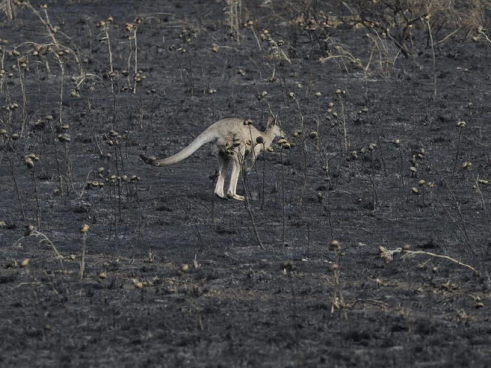 Un canguro deambula por una zona calcinada