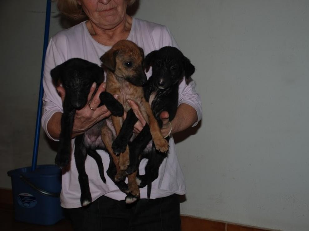 Tres cachorros abandonados que fueron recogidos por la protectora ARMANTES.