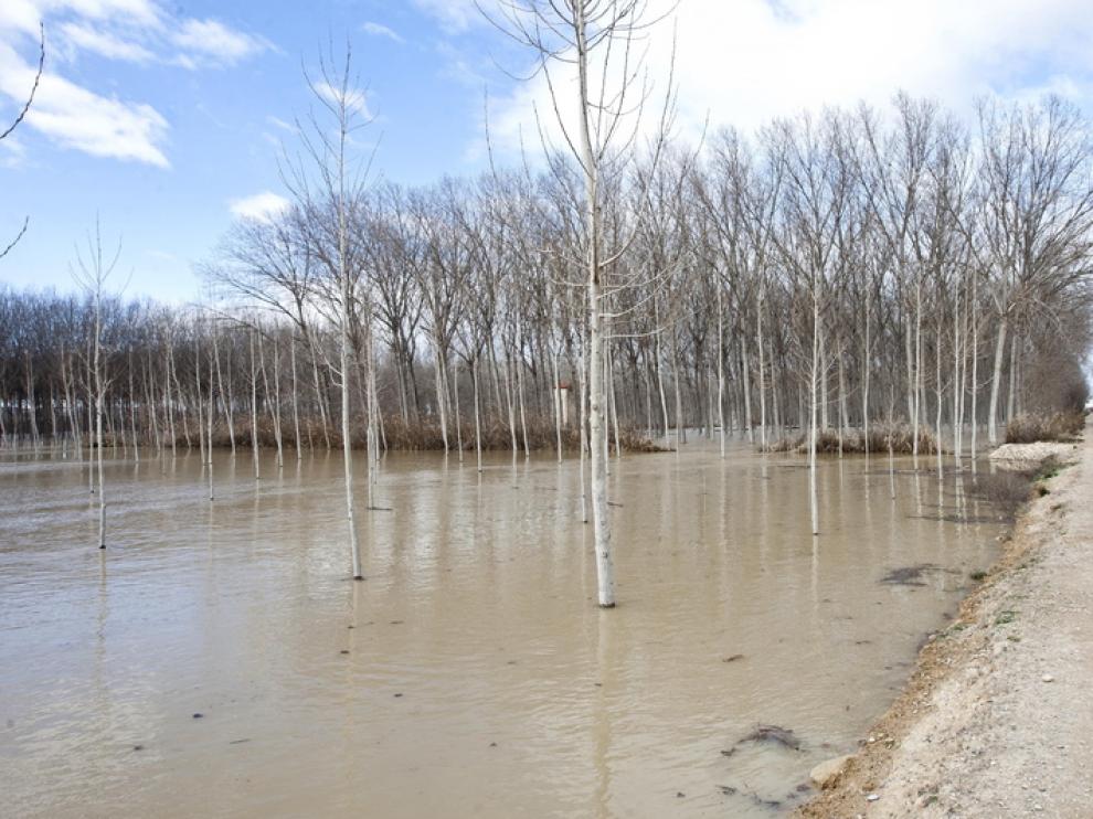 Imagenes de la crecida del Ebro en la Ribera Baja.