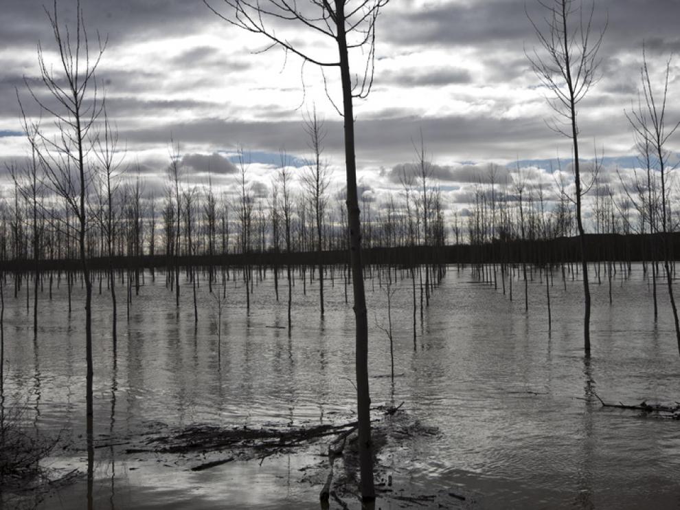 Imagenes de la crecida del Ebro en la Ribera Baja.