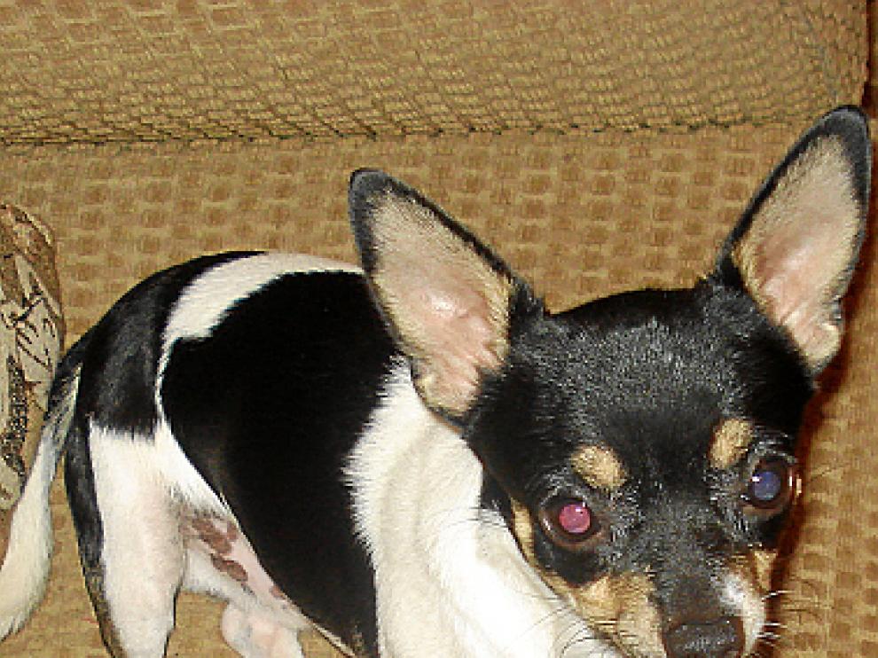 Miki, el perro desaparecido