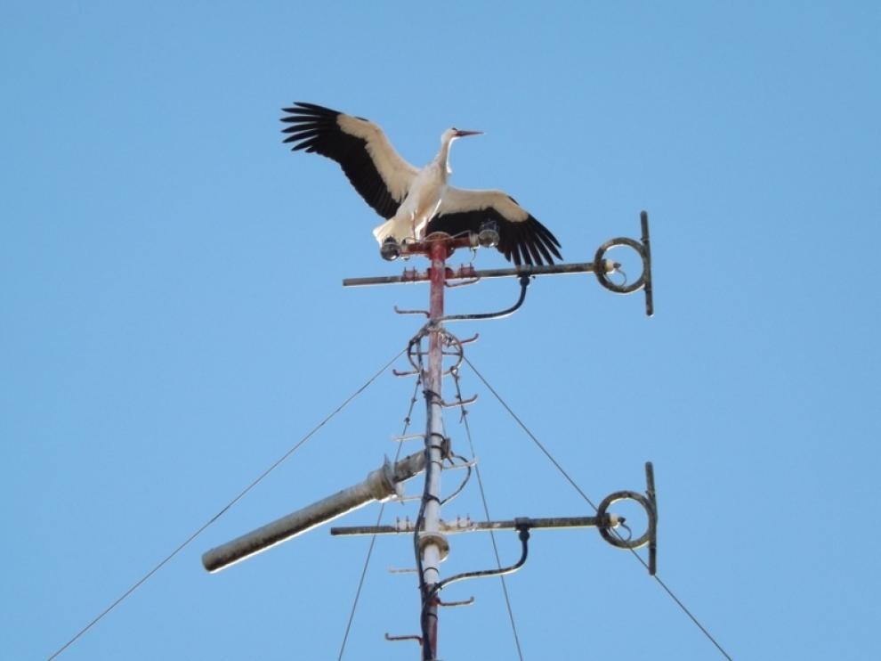 Una cigüeña en busca de nido sobre la antena de un edificio del Coso Bajo