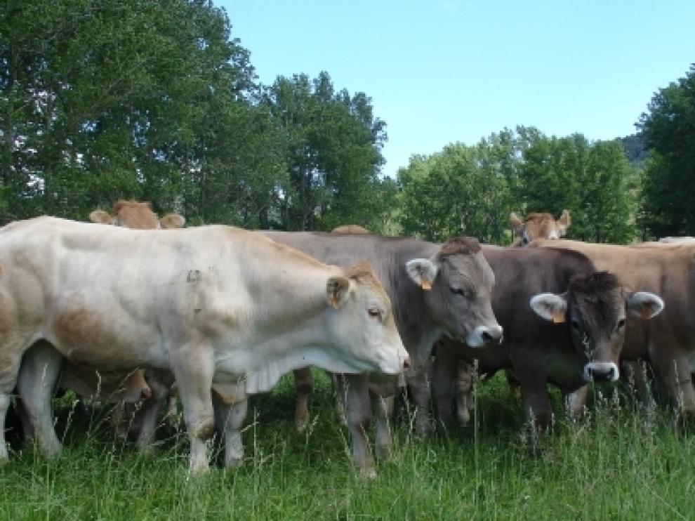 El estudio servirá para mejorar la calidad de la carne