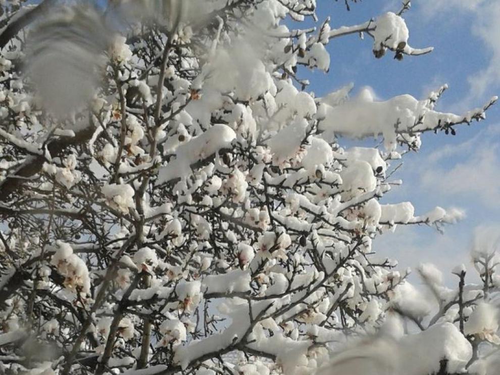 Almendro en flor nevado en Paniza