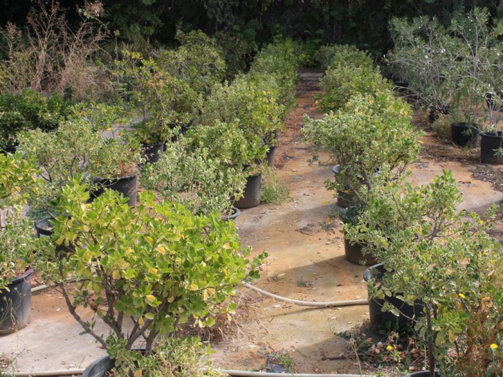 Este año el vivero provincial cuenta con unas existencias de 34.000 plantas.