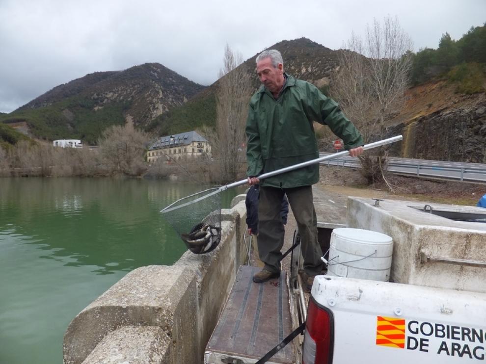 Suelta de truchas en el coto de Arguis
