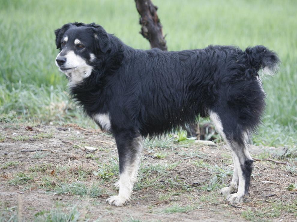 Un ejemplar actual del Can de Chira, el perro pastor aragonés.