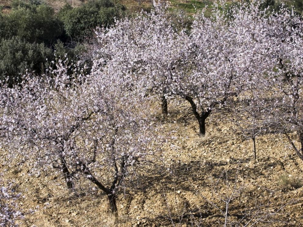 La ministra propone ayudas a los productores de almendra por la muerte de árboles