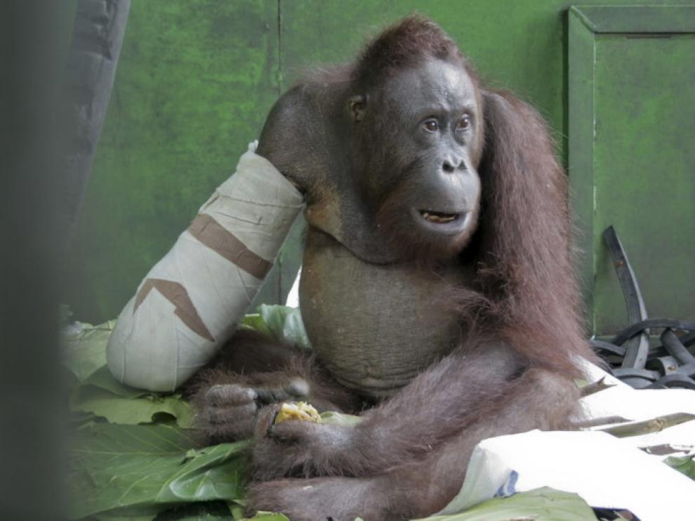 El orangután manco Pelansi