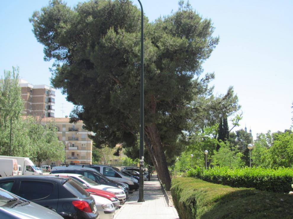 Árboles en Valle de Oza