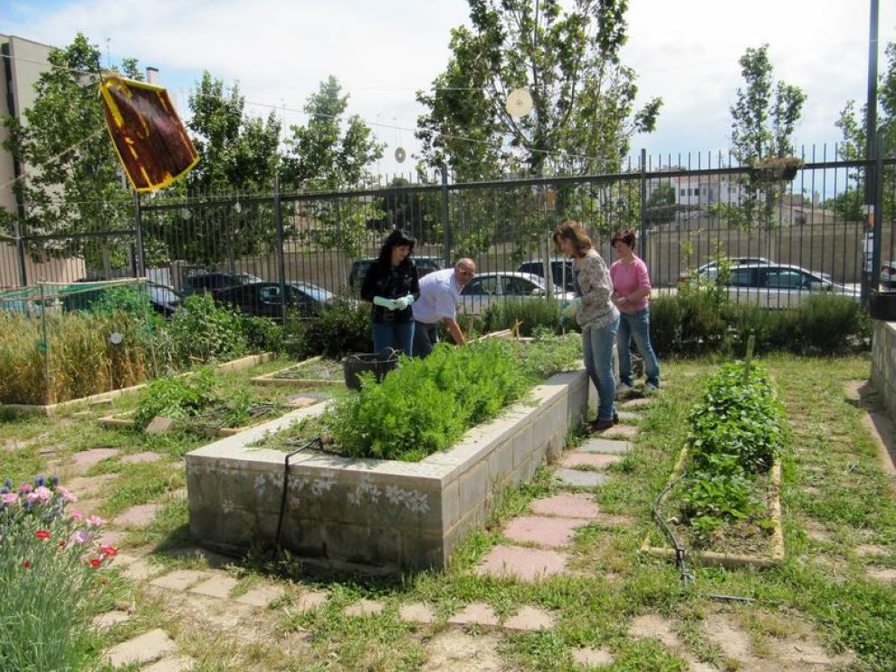 Huerto del colegio Hilarión Gimeno
