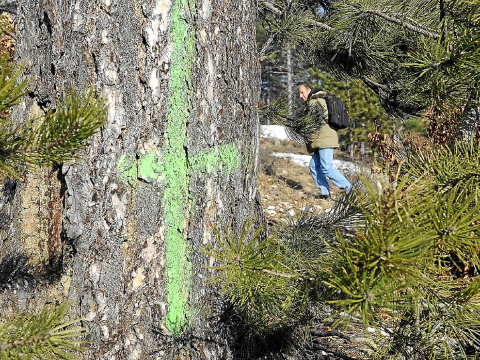 Lugar del bosque del Mont Ventoux donde se marcó la zona en la que se cavó la fosa de Cordón.