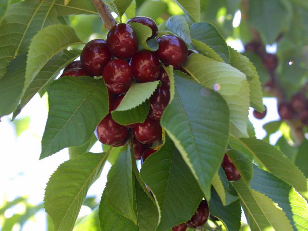 Cerezas de Bolea