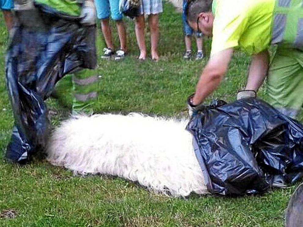 El perro, un mastín de 57 kilos, tras ser abatido