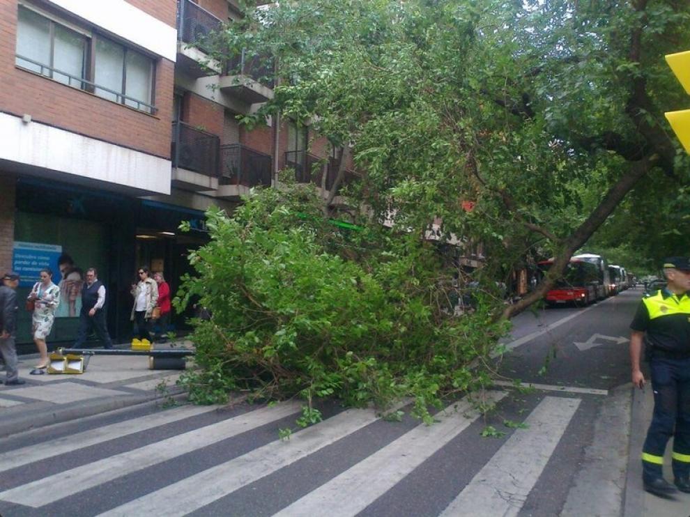 Árbol caído en Torrero