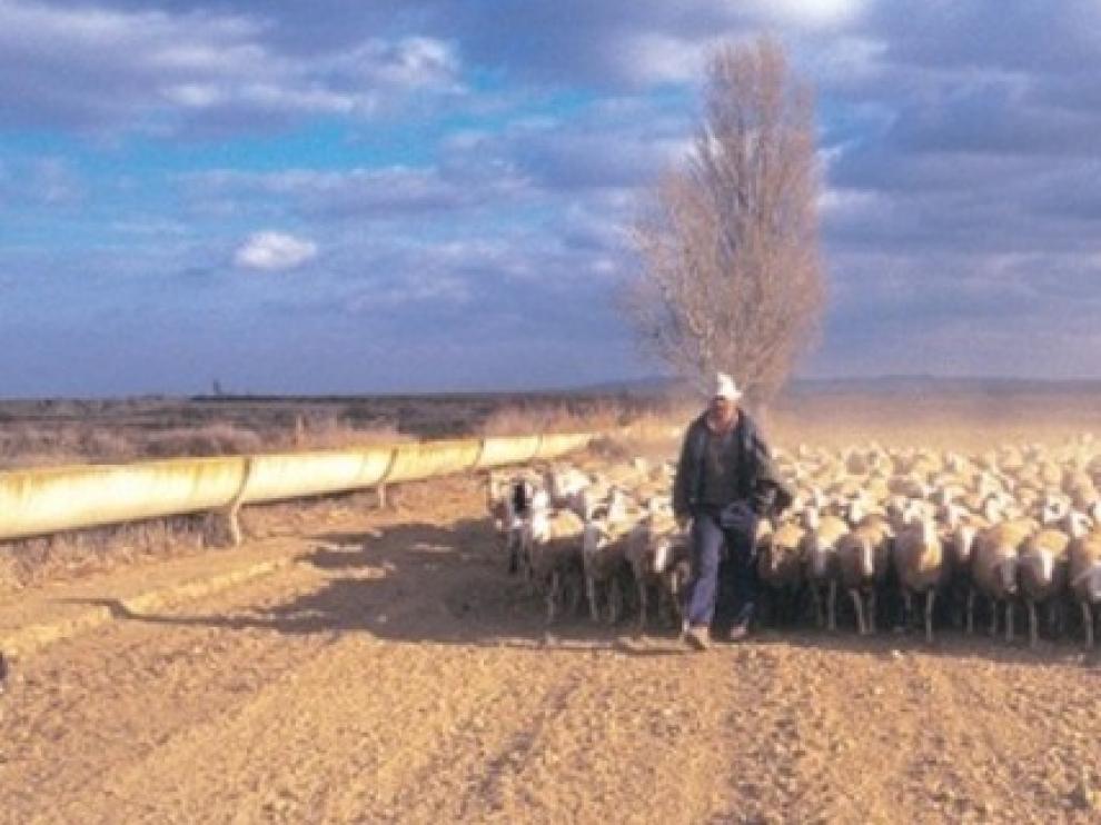 Ganado ovino