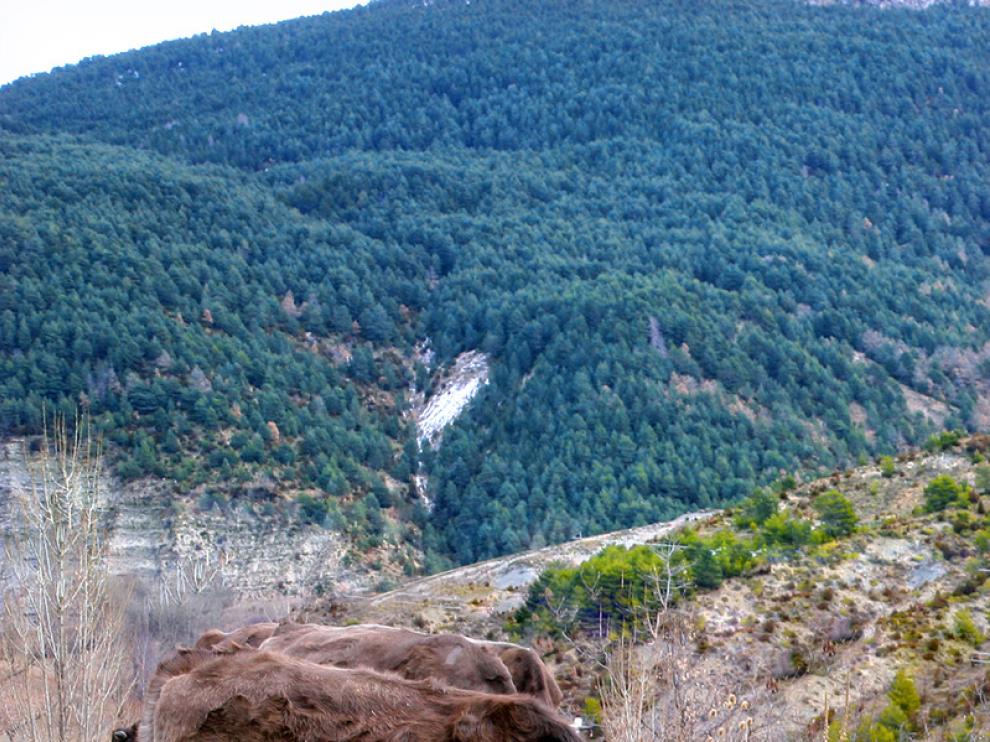 Vacuno del Pirineo