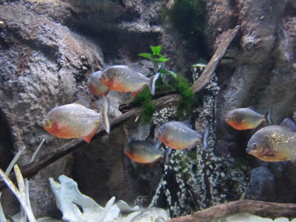 Acuario de Zaragoza