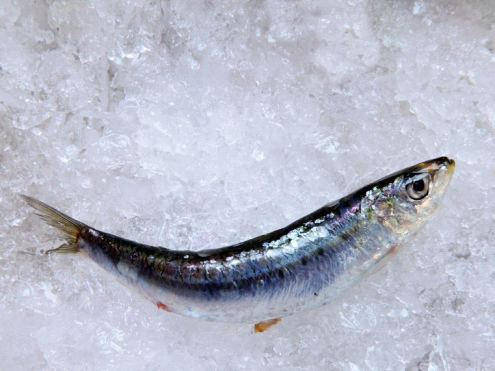 Sardina fresca.