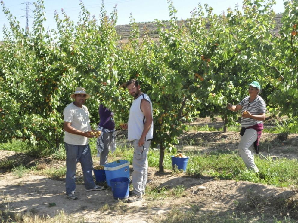 El sector agrícola aporta 7.000 contratos