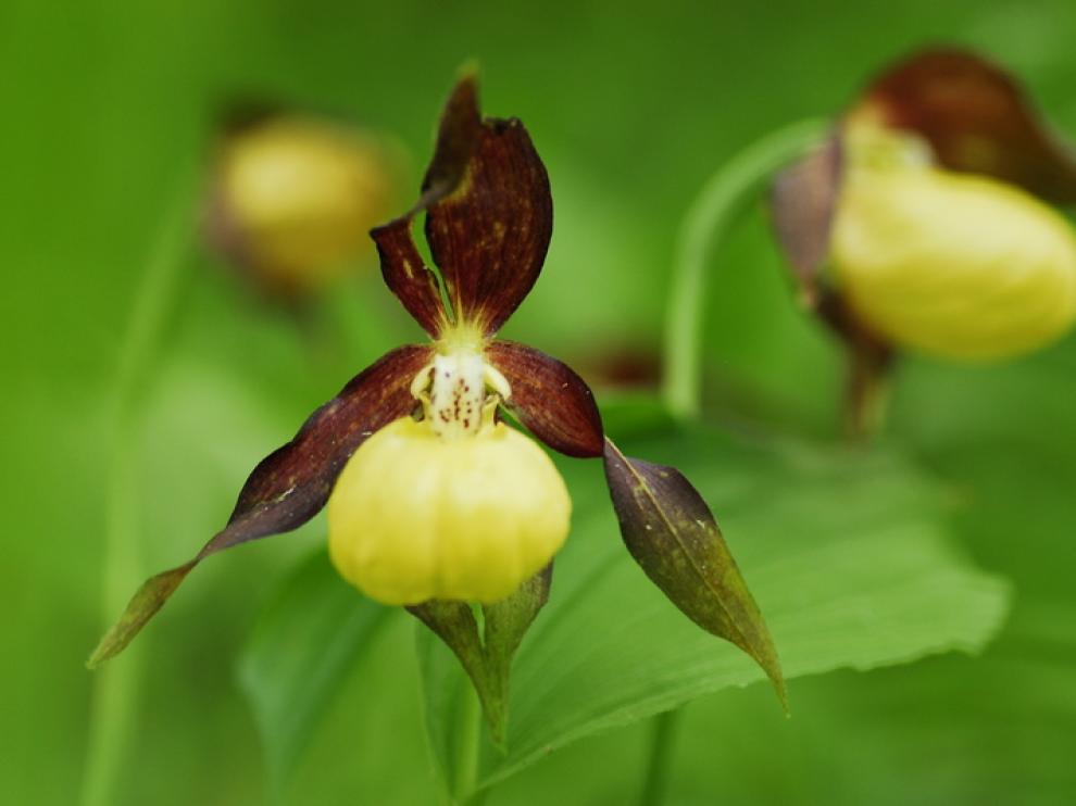 Ejemplar de la orquídea zapatito de dama