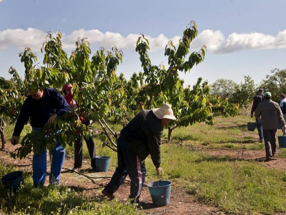 La agricultura es el sector que más empleo ha generado