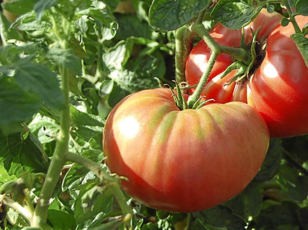 El tomate rosa de Barbastro, uno de los protagonistas de la oferta gastronómica oscense