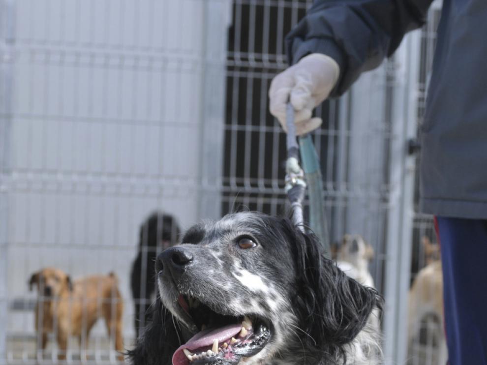 Un perro en la perrera municipal de Huesca